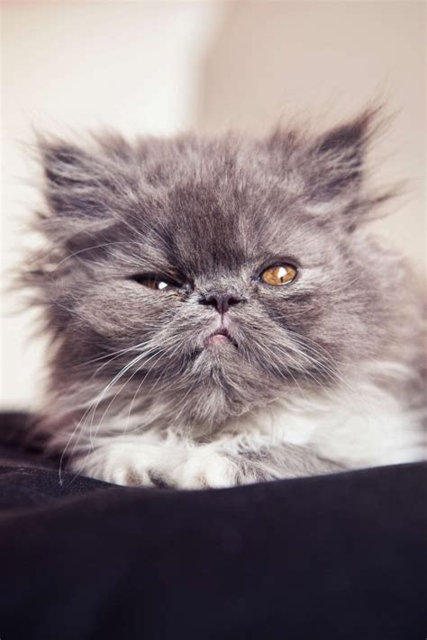 Gran madher. . Persian kitty adult